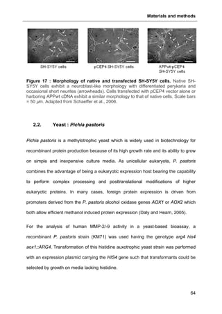 Materials and methods
64
Figure 17 : Morphology of native and transfected SH-SY5Y cells. Native SH-
SY5Y cells exhibit a neuroblast-like morphology with differentiated perykaria and
occasional short neurites (arrowheads). Cells transfected with pCEP4 vector alone or
harboring APPwt cDNA exhibit a similar morphology to that of native cells. Scale bars
= 50 µm. Adapted from Schaeffer et al., 2006.
2.2. Yeast : Pichia pastoris
Pichia pastoris is a methylotrophic yeast which is widely used in biotechnology for
recombinant protein production because of its high growth rate and its ability to grow
on simple and inexpensive culture media. As unicellular eukaryote, P. pastoris
combines the advantage of being a eukaryotic expression host bearing the capability
to perform complex processing and posttranslational modifications of higher
eukaryotic proteins. In many cases, foreign protein expression is driven from
promoters derived from the P. pastoris alcohol oxidase genes AOX1 or AOX2 which
both allow efficient methanol induced protein expression (Daly and Hearn, 2005).
For the analysis of human MMP-2/-9 activity in a yeast-based bioassay, a
recombinant P. pastoris strain (KM71) was used having the genotype arg4 his4
aox1::ARG4. Transformation of this histidine auxotrophic yeast strain was performed
with an expression plasmid carrying the HIS4 gene such that transformants could be
selected by growth on media lacking histidine.
 