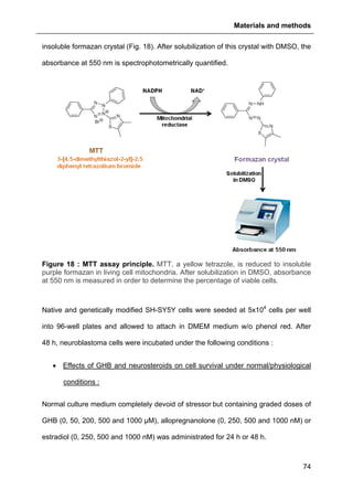 Materials and methods
74
insoluble formazan crystal (Fig. 18). After solubilization of this crystal with DMSO, the
absorbance at 550 nm is spectrophotometrically quantified.
Figure 18 : MTT assay principle. MTT, a yellow tetrazole, is reduced to insoluble
purple formazan in living cell mitochondria. After solubilization in DMSO, absorbance
at 550 nm is measured in order to determine the percentage of viable cells.
Native and genetically modified SH-SY5Y cells were seeded at 5x104
cells per well
into 96-well plates and allowed to attach in DMEM medium w/o phenol red. After
48 h, neuroblastoma cells were incubated under the following conditions :
• Effects of GHB and neurosteroids on cell survival under normal/physiological
conditions :
Normal culture medium completely devoid of stressor but containing graded doses of
GHB (0, 50, 200, 500 and 1000 µM), allopregnanolone (0, 250, 500 and 1000 nM) or
estradiol (0, 250, 500 and 1000 nM) was administrated for 24 h or 48 h.
 