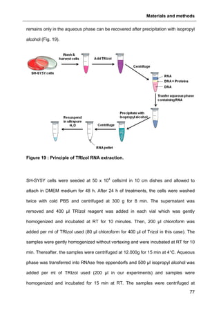 Materials and methods
77
remains only in the aqueous phase can be recovered after precipitation with isopropyl
alcohol (Fig. 19).
Figure 19 : Principle of TRIzol RNA extraction.
SH-SY5Y cells were seeded at 50 x 104
cells/ml in 10 cm dishes and allowed to
attach in DMEM medium for 48 h. After 24 h of treatments, the cells were washed
twice with cold PBS and centrifuged at 300 g for 8 min. The supernatant was
removed and 400 µl TRIzol reagent was added in each vial which was gently
homogenized and incubated at RT for 10 minutes. Then, 200 µl chloroform was
added per ml of TRIzol used (80 µl chloroform for 400 µl of Trizol in this case). The
samples were gently homogenized without vortexing and were incubated at RT for 10
min. Thereafter, the samples were centrifuged at 12.000g for 15 min at 4°C. Aqueous
phase was transferred into RNAse free eppendorfs and 500 µl isopropyl alcohol was
added per ml of TRIzol used (200 µl in our experiments) and samples were
homogenized and incubated for 15 min at RT. The samples were centrifuged at
 