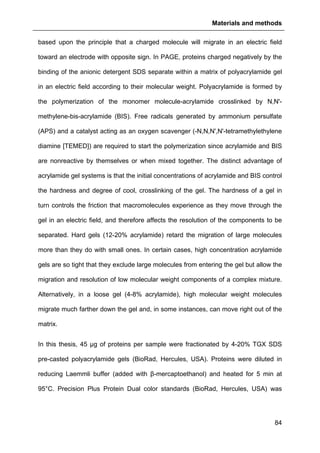 Materials and methods
84
based upon the principle that a charged molecule will migrate in an electric field
toward an electrode with opposite sign. In PAGE, proteins charged negatively by the
binding of the anionic detergent SDS separate within a matrix of polyacrylamide gel
in an electric field according to their molecular weight. Polyacrylamide is formed by
the polymerization of the monomer molecule-acrylamide crosslinked by N,N'-
methylene-bis-acrylamide (BIS). Free radicals generated by ammonium persulfate
(APS) and a catalyst acting as an oxygen scavenger (-N,N,N',N'-tetramethylethylene
diamine [TEMED]) are required to start the polymerization since acrylamide and BIS
are nonreactive by themselves or when mixed together. The distinct advantage of
acrylamide gel systems is that the initial concentrations of acrylamide and BIS control
the hardness and degree of cool, crosslinking of the gel. The hardness of a gel in
turn controls the friction that macromolecules experience as they move through the
gel in an electric field, and therefore affects the resolution of the components to be
separated. Hard gels (12-20% acrylamide) retard the migration of large molecules
more than they do with small ones. In certain cases, high concentration acrylamide
gels are so tight that they exclude large molecules from entering the gel but allow the
migration and resolution of low molecular weight components of a complex mixture.
Alternatively, in a loose gel (4-8% acrylamide), high molecular weight molecules
migrate much farther down the gel and, in some instances, can move right out of the
matrix.
In this thesis, 45 µg of proteins per sample were fractionated by 4-20% TGX SDS
pre-casted polyacrylamide gels (BioRad, Hercules, USA). Proteins were diluted in
reducing Laemmli buffer (added with β-mercaptoethanol) and heated for 5 min at
95°C. Precision Plus Protein Dual color standards (BioRad, Hercules, USA) was
 