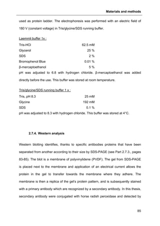 Materials and methods
85
used as protein ladder. The electrophoresis was performed with an electric field of
180 V (constant voltage) in Tris/glycine/SDS running buffer.
Laemmli buffer 1x :
Tris-HCl 62.5 mM
Glycerol 25 %
SDS 2 %
Bromophenol Blue 0.01 %
β-mercaptoethanol 5 %
pH was adjusted to 6.8 with hydrogen chloride. β-mercaptoethanol was added
directly before the use. This buffer was stored at room temperature.
Tris/glycine/SDS running buffer 1 x :
Tris, pH 8.3 25 mM
Glycine 192 mM
SDS 0.1 %
pH was adjusted to 8.3 with hydrogen chloride. This buffer was stored at 4°C.
2.7.4. Western analysis
Western blotting identifies, thanks to specific antibodies proteins that have been
separated from another according to their size by SDS-PAGE (see Part 2.7.3., pages
83-85). The blot is a membrane of polyvinylidene (PVDF). The gel from SDS-PAGE
is placed next to the membrane and application of an electrical current allows the
protein in the gel to transfer towards the membrane where they adhere. The
membrane is then a replica of the gel’s protein pattern, and is subsequently stained
with a primary antibody which are recognized by a secondary antibody. In this thesis,
secondary antibody were conjugated with horse radish peroxidase and detected by
 