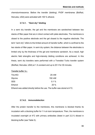 Materials and methods
86
chemoluminescence. Before the transfer (blotting), PVDF membranes (BioRad,
Hercules, USA) were activated with 100 % ethanol.
2.7.4.1. “Semi dry” blotting
In a semi dry transfer, the gel and the membrane are sandwiched between two
stacks of filter paper that are in direct contact with plate electrodes. The membrane is
closed to the positive electrode and the gel closest to the negative electrode. The
term “semi dry” refers to the limited amount of transfer buffer, which is confined to the
two stacks of filter paper. In semi dry system, the distance between the electrodes is
limited only by the thickness of the gel and membrane sandwich. As a result, high
electric field strengths and high-intensity blotting conditions are achieved. In this
thesis, semi dry transfers were performed with a Transblot Turbo transfer system
(BioRad, Hercules, USA) at 1 A constant and up to 25 V for 30 minutes.
Transfer buffer 1x :
Tris-HCl 25 mM
Glycine 192 mM
SDS 0.1 %
Ethanol 20 %
Ethanol was added directly before the use. The buffer was stored at 4°C.
2.7.4.2. Immunodetection
After the protein transfer to the membrane, this membrane is blocked thanks its
incubation with a blocking buffer for 1 h at room temperature. Then, the membrane is
incubated overnight at 4°C with primary antibodies (listed in part 2.2.1) diluted in
blocking buffer (see Table 5).
 