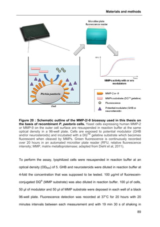Materials and methods
89
Figure 20 : Schematic outline of the MMP-2/-9 bioassay used in this thesis on
the basis of recombinant P. pastoris cells. Yeast cells expressing human MMP-2
or MMP-9 on the outer cell surface are resuspended in reaction buffer at the same
optical density in a 96-well plate. Cells are exposed to potential modulator (GHB
and/or neurosteroids) and incubated with a DQTM
gelatine substrate which becomes
fluorescent when cleaved by MMPs. Green fluorescence is continuously recorded
over 20 hours in an automated microtiter plate reader (RFU, relative fluorescence
intensity; MMP, matrix metalloproteinase; adapted from Diehl et al, 2011).
To perform the assay, lyophilized cells were resuspended in reaction buffer at an
optical density (OD600) of 5. GHB and neurosteroids were diluted in reaction buffer at
4-fold the concentration that was supposed to be tested. 100 µg/ml of fluorescein-
conjugated DQ®
(MMP substrate) was also diluted in reaction buffer. 100 µl of cells,
50 µl of modulator and 50 µl of MMP substrate were deposed in each well of a black
96-well plate. Fluorescence detection was recorded at 37°C for 20 hours with 20
minutes intervals between each measurement and with 19 min 30 s of shaking in
 