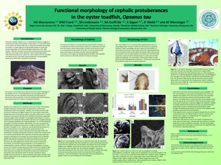 Functional morphology of cephalic protuberances 
in the oyster toadfish, Opsanus tau 
AN Marranzino 1,7 MM Frank 2,7, SD Lindemann 3,7, BA Guiffrida 4,7, K Sipper 5,7, JF Webb 6,7 and AF Mensinger 3,7 
1Regis University, Denver, CO; 2St. Olaf College, Northfield, MN; 3University of Minnesota, Duluth; 4Wareham Middle School, MA; 5Northern Michigan University, Marquette, MI; 
6University of Rhode Island; 7Marine Biological Laboratory, Woods Hole, MA 
Morphology of Cirri A B 
Conclusions 
Introduction 
• Superficial neuromasts were found between pairs of papillae. The 
hair cell orientation in neuromasts was perpendicular to the axis 
between the papillae. This is the same as the hair cell orientation 
relative to the canal axis found in canal neuromasts of other 
teleosts. The relative lack of canal neuromasts in the cephalic region 
of O. tau may be due to the benthic nature of the fish, which could 
cause canals neuromasts to become clogged with sediment. Papillae 
may allow superficial neuromasts to function as canal neuromasts 
(responding to water accelerations) by channeling the water 
through the papillae perpendicular to the axis of the papillae, while 
shielding neuromasts from sedimentation. 
• There appears to be a positive correlation between fish size and the 
surface area of the cirri. Multiple lobes on the cirri are also more 
pronounced in larger cirri, indicating that cirri may grow and 
develop throughout the fish’s life. 
• The sensory cells found on the cirri are similar in appearance to 
other extra-oral taste buds in teleosts with characteristic microvillar 
projections as well as bulbiform cell shape. The cells found appear 
to be possible type II taste buds, consistent with the hypothesis that 
cirri function in gustatory detection. 
Acknowledgements 
The oyster toadfish, Opsanus tau, is a demersal fish species indigenous 
to the inshore waters of the Eastern United States. It is commonly found 
in the waters near Woods Hole, MA. Its large size and robust physiology 
has made it a model organism for biomedical studies of muscle and 
sensory physiology at the Marine Biological Laboratory since 1888. 
Despite >100 years of study, the function of these prominent anatomical 
features on the head remain unknown. These include large, fleshy, 
multi-lobed protuberances, called cirri, which project from the mandible 
and above the eye, and smaller paired projections, termed papillae, 
which sit on either side of superficial neuromasts. 
We would like to give special thanks to the following people for their aid in this 
research: Dr. Paul Forlano (Brooklyn College and MBL), Dr. Joe Sisneros (University 
of Washington and MBL), Louis Kerr (MBL), Ryan Stephansky (MBL), Dan Keeley 
(MBL). 
This research was funded by NSF DBI-1005378 (Biological Discovery in Woods Hole 
REU Program) to AFM. 
Purpose 
The purpose of this study was to examine the functional morphology of 
the papillae and cirri. It was hypothesized that the papillae serve to 
channel water over the superficial neuromasts and allow them to 
function as canal neuromasts. It was also hypothesized that the sensory 
cells located on the cirri function in gustatory detection. 
Toadfish were obtained from the Marine Resources Center at the Marine 
Biological Laboratory (Woods Hole). All experiments conformed to 
institutional animal care protocols. Toadfish (13.5 to 28.5 cm) were split 
into three size groups and digital images of cirri were taken using a Zeiss 
SteREO Discovery z12 dissecting scope to calculate surface area. Cirri were 
numbered consecutively starting at the mandibular symphysis progressing 
along the length of the mandible. For histological examination, cirri were 
transected from additional adult toadfish that were transcardially perfused 
with 3% paraformaldehyde and 1% glutaraldehyde in 0.1 M PBS and placed 
overnight in the fixative solution. Alternatively, cirri were removed from 
toadfish (prior to fixation) and pinned in a Sylgard lined petri dish in 3.7% 
formalin in seawater at 4°C. Tissue was cryo-protected by immersion in a 
20% sucrose solution in 0.1% PBS and then sectioned (10-25 μm 
increment) with a Zeiss cryostat. Sectioned tissue was kept in PBS until 
staining with a standard hematoxylin and eosin protocol.The surface of the 
cirri and the paired papillae with superficial neuromasts were examined 
using scanning electron microscopy. Cirri and sections of skin containing 
papillae and superficial neuromasts flanked by papillae from the dorsal 
portion of the head, infraorbital, pre operculum, and the trunk were 
dissected. Skin with papillae/neuromasts were pinned to expose the 
neuromasts. Cirri and skin tissue was placed in a 0.1% solution of S-carboxymethyl- 
L-cysteine in PBS for 7 minutes with agitation to remove 
mucus. Cirri and skin samples were then fixed in cold 3.7% formalin in PBS 
for at least 2 hours. Tissue was dehydrated in an ascending ethanol series 
(with some were sonicated for 30 seconds to remove the cupulae from 
neuromasts) and critical point dried. Tissue was mounted on stubs; 
papillae were pushed open to reveal superficial neuromasts. Samples were 
sputter coated with 15 nm of platinum and imaged at 3KV with a Zeiss NTS 
Supra 40VP SEM. 
Results 
The lateral line system is a mechanosensory system found in all fishes. It 
is composed of a series of neuromasts, which are comprised of hair cells 
that sense water motion. Neuromasts can either be enclosed in canals 
or sit superficially on the surface of the skin. O. tau has relatively few 
canal neuromasts on the head, and the numerous superficial 
neuromasts in this region are flanked by paired papillae. These papillae 
are not common in other fish and their function is unknown. 
Methods 
Results 
B 
C D 
Figure 1. A - Paired papillae closed over a superficial neuromast. B- Superficial 
neuromast where papillae have been separated to reveal underlying neuromast 
(solid red arrow indicates hair cell orientation and dashed red arrow indicates 
papillae axis). C and D - Superficial neuromast with sensory strip of hair cells 
visible (white arrow indicates hair cell orientation). E and F – Superficial 
neuromasts showing line hair cells where cupula has been removed. The longer 
structures are kinocilia and the shorter are stereocilia of the superfical 
neuromast. Hair cell orientation is perpendicular to the axis between the 
papillae. Solid red arrow indicates hair cell orientation. 
A 
C D 
Figure 2. A - ventral view of a small O. tau with an enlargement showing 
submandibular cirri (left). B - Surface area of mandibular cirri versus fish length (n= 18; 
error bars = 1 SD). Cirri are numbered consecutively from caudal to rostral. Images on 
right show mandibular cirri from a large (upper) and a small (lower) fish. C - SEM 
images of Type I (upper image) and Type II (lower image) taste buds in the 
oropharyngeal cavity of rainbow trout, Salmo gairdenari (from Ezeasor, 1982) D - SEM 
image of sensory cell found on a cirrus of O. tau. 
F 
F 
References 
Ezeasor D. (1982) Distribution and ultrastructure of taste buds in the 
oropharyngeal cavity of the rainbow trout, Salmo gairdenari Richardson. J. Fish 
Biol. 20: 53-68. 
Hara TJ. (2006) Gustation. Fish Physiology. 25: 45-96 
The multi-lobed cirri in O. tau have been hypothesized to serve as 
camouflage and/or function in either mechanosensory or gustatory 
detection. While camouflage cannot be ruled out by this study, no 
neuromasts were found on the surface of the cirri, indicating that they 
do not function as a part of the lateral line system. Other sensory cells 
were found on the cirri which appear to be taste buds. Fish are known 
to possess a variety of extra-oral taste buds on various parts of their 
bodies including lips, skin, and barbels. Three distinct types of taste 
buds have been distinguished among fishes. All three are characterized 
by a bulbiform shape and microvillar projections. 
Figure 3. A - Schematic drawing of a taste bud (TB) typical for teleosts. 
Dark cells (Cd) with microvilli, light cells (Cl) with a single rodlike 
protrusion, and basal cells (Cb) constitute a pear‐ or onion‐shaped TB, 
which sits on a dermal papilla (DP). Marginal cells (Cm), not belonging to 
the TB proper, form the interface between TB and the epithelial cells 
(Ce). The TB nerve (TBN) reaches into the TB to form the nerve fiber 
plexus (NFP). BL, basal lamina; RA, receptive area; and VC, capillary 
vessel. (from Hara, 2006). B – Cross section of cirrus showing putative 
taste bud on cirrus of O. tau. 
A 
E 
B 
Morphology of Papillae 
