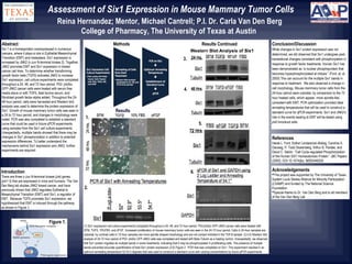 Assessment of Six1 Expression in Mouse Mammary Tumor Cells
Reina Hernandez; Mentor, Michael Cantrell; P.I. Dr. Carla Van Den Berg
College of Pharmacy, The University of Texas at Austin
Abstract
Six 1 is a homeoprotein overexpressed in numerous
cancers, where it plays a role in Epithelial-Mesenchymal
Transition (EMT) and metastasis. Six1 expression is
increased by JNK2 (c-Jun N-terminal kinase 2). Together;
JNK2 promotes EMT and Six1 expression in breast
cancer cell lines. To determine whether transforming
growth factor beta (TGFß) activates JNK2 to increase
Six1 expression, cell culture experiments were completed
throughout a 24, 48, and 72 hour period. P53: jnk2ko
GFP-JNK2 cancer cells were treated with serum free
media alone or with TGFß, fetal bovine serum, and
fibroblast growth factor-alpha added. Throughout the 24-
48 hour period, cells were harvested and Western blot
analysis was used to determine the protein expression of
Six1. Growth of mouse mammary tumor cells was seen in
a 24 to 72 hour period, and changes in morphology were
noted. PCR was also completed to establish a standard
curve that could be used in future qPCR experiments
using samples from the Six1 cell culture experiments.
Unexpectedly, multiple bands showed that there may be
changes in Six1 phosphorylation in addition to potential
expression differences. To better understand the
mechanisms behind Six1 expression and JNK2, further
experiments are required.
(1) Six1 expression cell culture experiments completed throughout a 24, 48, and 72 hour period. P53:jnk2ko GFP-JNK2 cancer cells were treated with
SFM, TGFß, 10%FBS, and ∂FGF. Increased proliferation of mouse mammary tumor cells are seen in the 24-72 hour period. Cells in 24-hour samples are
cuboidal; by contrast cells in 72-hour samples are more spindle shaped morphology and are not contact inhibited in the TGFβ sample. (3,4,5) Western blot
analysis of 24-72 hour period of P53: jnk2ko GFP-JNK2 cells was completed and tested with Beta-Tubulin as a loading control. Unexpectedly, we observed
that Six1 protein migrates as multiple bands in some treatments, indicating that it may be phosphorylated in proliferating cells. The presence of multiple
bands prevented accurate quantification of total Six1 protein expression (2,6) Figure 2. PCR that was completed on Six1. This experiment resulted in an
optimum annealing temperature 52-53.5 degrees that was used to construct a standard curve with varying concentrations by future qPCR experiments.
Results
Results ContinuedMethods
1.
2.
3.
6.
4.
Conclusion/Discussion
While changes in Six1 protein expression was not
determined, we did observed that Six1 undergoes post-
tranlastional changes consistent with phosphorylation in
response to growth factor treatments. Human Six1 has
been demonstrated as “a nuclear phosphoprotein that
becomes hyperphosphorylated at mitosis.” (Ford, et. al.
2000) This can account for the multiple Six1 bands in
response to treatment. We also observed a change in
cell morphology. Mouse mammary tumor cells from the
24-hour period were cuboidal, by comparison to the 72
hour treated cells, which appear more spindle-like,
consistent with EMT. PCR optimization provided ideal
annealing temperatures that will be used to construct a
standard curve for qPCR experiments. Six1 and JNK2’s
role in the events leading to EMT will be tested using
jnk2 knockout cells.
Introduction
There are three c-Jun N-terminal kinase (jnk) genes
(jnk1-3) that are expressed in mice and humans. The Van
Den Berg lab studies JNK2 breast cancer, and have
previously shown that JNK2 regulates Epithelial to
Mesenchymal Transition (EMT) and Six1, a regulator of
EMT. Because TGFß promotes Six1 expression, we
hypothesized that EMT is induced through the pathway
as shown in Figure 1.
Acknowledgements
This project was supported by The University of Texas
System Louis Stokes Alliance for Minority Participation
(LSAMP) and funded by The National Science
Foundation
Special thanks to Dr. Van Den Berg and to all members
of the Van Den Berg Lab
Figure 1.
5.
References
Heide L. Ford, Esther Landesman-Bollag, Caroline S.
Dacwag, P. Todd Stukenberg, Arthur B. Pardee, and
David C. Seldin. “Cell Cycle-regulated Phosphorylation
of the Human SIX1 Homeodomain Protein.” JBC Papers
(2000). DOI 10.1074/jbc. M002446200
 