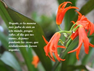 Urgente, es la manera más pobre de vivir en este mundo, porque sabes, el día que nos vamos, dejamos pendiente las cosas, que verdaderamente fueron urgentes. 