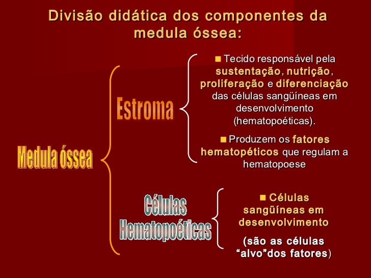 Exame da medula ossea