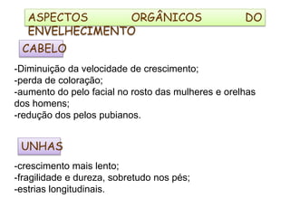 CABELO
-Diminuição da velocidade de crescimento;
-perda de coloração;
-aumento do pelo facial no rosto das mulheres e orelhas
dos homens;
-redução dos pelos pubianos.
UNHAS
-crescimento mais lento;
-fragilidade e dureza, sobretudo nos pés;
-estrias longitudinais.
ASPECTOS ORGÂNICOS DO
ENVELHECIMENTO
 