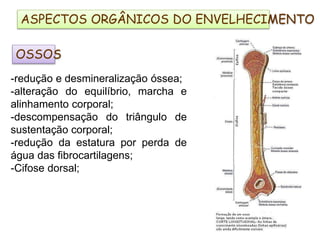 OSSOS
-redução e desmineralização óssea;
-alteração do equilíbrio, marcha e
alinhamento corporal;
-descompensação do triângulo de
sustentação corporal;
-redução da estatura por perda de
água das fibrocartilagens;
-Cifose dorsal;
ASPECTOS ORGÂNICOS DO ENVELHECIMENTO
 