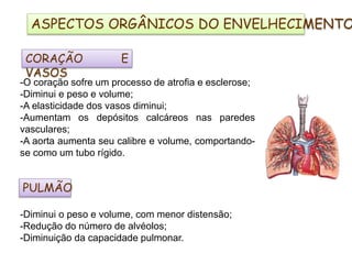 CORAÇÃO E
VASOS
-O coração sofre um processo de atrofia e esclerose;
-Diminui e peso e volume;
-A elasticidade dos vasos diminui;
-Aumentam os depósitos calcáreos nas paredes
vasculares;
-A aorta aumenta seu calibre e volume, comportando-
se como um tubo rígido.
PULMÃO
-Diminui o peso e volume, com menor distensão;
-Redução do número de alvéolos;
-Diminuição da capacidade pulmonar.
ASPECTOS ORGÂNICOS DO ENVELHECIMENTO
 