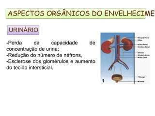 URINÁRIO
-Perda da capacidade de
concentração de urina;
-Redução do número de néfrons,
-Esclerose dos glomérulos e aumento
do tecido intersticial.
ASPECTOS ORGÂNICOS DO ENVELHECIMEN
 