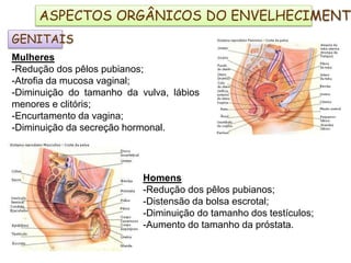 GENITAIS
Mulheres
-Redução dos pêlos pubianos;
-Atrofia da mucosa vaginal;
-Diminuição do tamanho da vulva, lábios
menores e clitóris;
-Encurtamento da vagina;
-Diminuição da secreção hormonal.
Homens
-Redução dos pêlos pubianos;
-Distensão da bolsa escrotal;
-Diminuição do tamanho dos testículos;
-Aumento do tamanho da próstata.
ASPECTOS ORGÂNICOS DO ENVELHECIMENTO
 