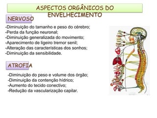 NERVOSO
-Diminuição do tamanho e peso do cérebro;
-Perda da função neuronal;
-Diminuição generalizada do movimento;
-Aparecimento de ligeiro tremor senil;
-Alteração das características dos sonhos;
-Diminuição da sensibilidade.
ATROFIA
-Diminuição do peso e volume dos órgão;
-Diminuição da contenção hídrico;
-Aumento do tecido conectivo;
-Redução da vascularização capilar.
ASPECTOS ORGÂNICOS DO
ENVELHECIMENTO
 