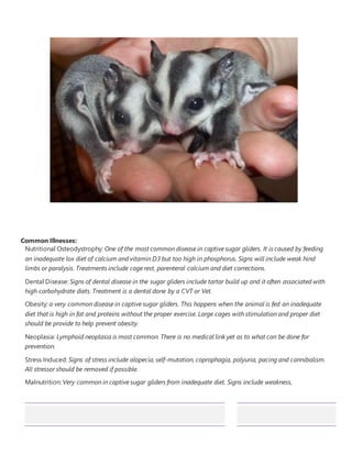 Common Illnesses:
Nutritional Osteodystrophy: One of the most common disease in captive sugar gliders. It is caused by feeding
an inadequate lox diet of calcium and vitamin D3 but too high in phosphorus. Signs will include weak hind
limbs or paralysis. Treatments include cage rest, parenteral calcium and diet corrections.
Dental Disease: Signs of dental disease in the sugar gliders include tartar build up and it often associated with
high carbohydrate diets. Treatment is a dental done by a CVT or Vet.
Obesity: a very common disease in captive sugar gliders. This happens when the animal is fed an inadequate
diet that is high in fat and proteins without the proper exercise. Large cages with stimulation and proper diet
should be provide to help prevent obesity.
Neoplasia: Lymphoid neoplasia is most common. There is no medical link yet as to what can be done for
prevention.
Stress Induced: Signs of stress include alopecia, self-mutation, coprophagia, polyuria, pacing and cannibalism.
All stressor should be removed if possible.
Malnutrition: Very common in captive sugar gliders from inadequate diet. Signs include weakness,
 