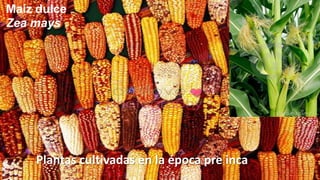Maíz dulce
Zea mays

Plantas cultivadas en la época pre inca

 