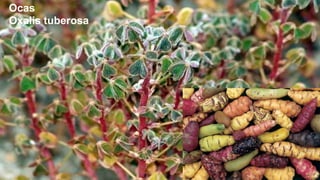 Ocas
Oxalis tuberosa

 