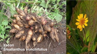 Yacon
Smallanthus sonchifolius

 