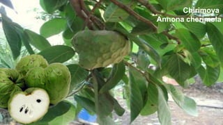 Chirimoya
Annona cherimola

 