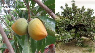 Lúcumo
Pouteria lucuma

 