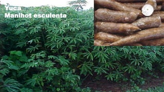 Yuca
Manihot esculenta

 