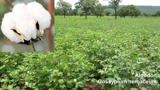 Algodón
Gossypium herbaceum

 