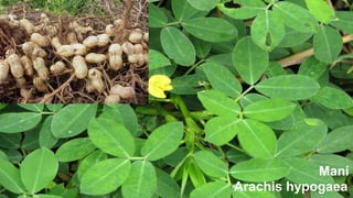 Maní
Arachis hypogaea

 