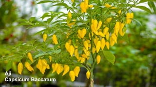 Aji
Capsicum Baccatum

 