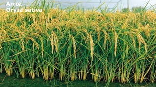 Arroz
Oryza sativa

 