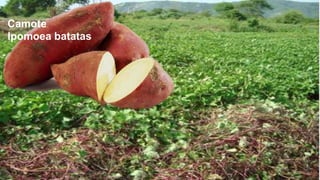 Camote
lpomoea batatas

 
