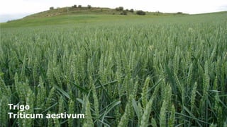 Trigo
Triticum aestivum

 