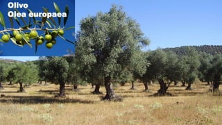 Olivo
Olea europaea

 