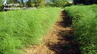 Esparrago
Asparagus officinalis

 