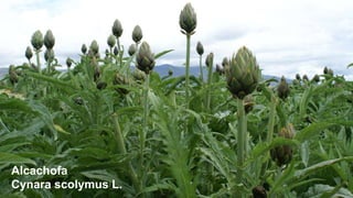 Alcachofa
Cynara scolymus L.

 
