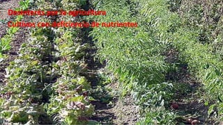 Desinterés por la agricultura
Cultivos con deficiencia de nutrientes

 