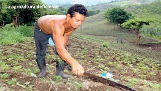 La agricultura deficiente

 