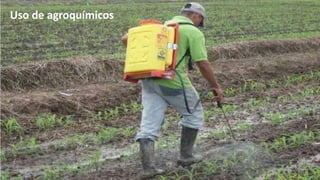 Uso de agroquímicos

 