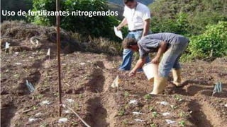 Uso de fertilizantes nitrogenados

 
