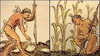 Cultivos de maíz, fertilizados con anchovetas y sardinas

 