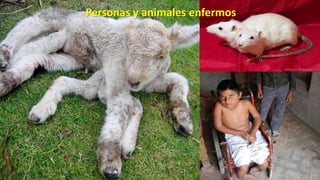 Personas y animales enfermos

 