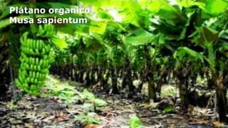 Plátano organico
Musa sapientum

 
