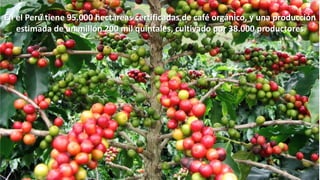 En el Perú tiene 95.000 hectáreas certificadas de café orgánico, y una producción
estimada de un millón 200 mil quintales, cultivado por 38.000 productores

 