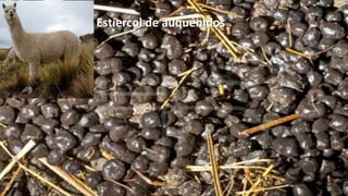 Estiercol de auquénidos

 