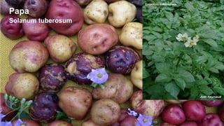 Papa
Solanum tuberosum

 