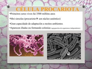 CÉLULA PROCARIOTA
•Primeiros seres vivos fai 3500 millóns anos
•Moi sinxelas (procariota sen núcleo auténtico)
•Gran capacidade de adaptación a moitos ambientes
•Aparecen illadas ou formando colonias (agrupacións de organismos independentes)
 