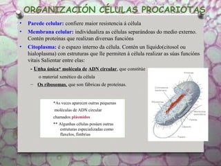 ORGANIZACIÓN CÉLULAS PROCARIOTAS
• Parede celular: confiere maior resistencia á célula
• Membrana celular: individualiza as células separándoas do medio externo.
Contén proteínas que realizan diversas funcións
• Citoplasma: é o espazo interno da célula. Contén un líquido(citosol ou
hialoplasma) con estruturas que lle permiten á célula realizar as súas funcións
vitais Salientar entre elas:
- Unha única* molécula de ADN circular, que constitúe
o material xenético da célula
– Os ribosomas, que son fábricas de proteínas.
*As veces aparecen outras pequenas
moléculas de ADN circular
chamados plásmidos
** Algunhas células posúen outras
estruturas especializadas como
flaxelos, fimbrias
 