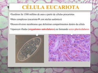 CÉLULA EUCARIOTA
•Xurdiron fai 1500 millóns de anos a partir de células procariotas
•Mais complexas (eucariota con núcleo auténtico)
•Desenvolveron membranas que delimitan compartimentos dentro da célula
•Aparecen illadas (organismos unicelulares) ou formando seres pluricelulares
 