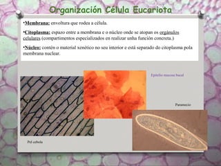 Organización Célula Eucariota
•Membrana: envoltura que rodea a célula.
•Citoplasma: espazo entre a membrana e o núcleo onde se atopan os orgánulos
celulares (compartimentos especializados en realizar unha función concreta.)
•Núcleo: contén o material xenético no seu interior e está separado do citoplasma pola
membrana nuclear.
Pel cebola
Epitelio mucosa bucal
Paramecio
 