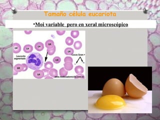 Tamaño célula eucariota
•Moi variable pero en xeral microscópico
 