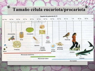 Tamaño célula eucariota/procariota
 