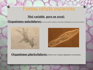 Forma célula eucariota
Moi variable pero en xeral:
Organismos unicelulares:viven en medios acuáticos con formas redondeadas ao ser mais resistentes.
Organismos pluricelulares: formas moi variadas adaptadas á súa función.
 
